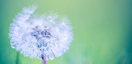 Beautiful water drops on a dandelion flower seeds macro in nature. Beautiful deep saturated blue and turquoise background. Artistic spring nature, meadow field closeupの写真素材