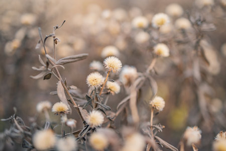Dry meadow grass closeup with summer and autumn nature colors vibrant natural landscape perfect for seasonal background outdoor scenery peaceful environment escapeの写真素材