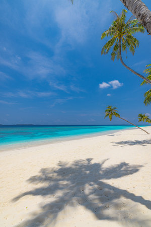 Sunshine palm trees tropical lagoon paradise stunning nature beach landscape closeup sea soft sand bright blue sky ideal summer escape travel vacation relaxationの写真素材