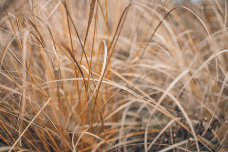 Dry golden meadow grass field glowing warm sunlight natural rural landscape wild grass texture, peaceful countryside scenery for nature background seasonal change autumn summerの写真素材