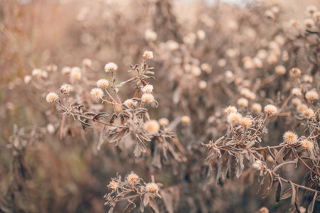 Dry golden meadow grass field glowing warm sunlight natural rural landscape wild grass texture, peaceful countryside scenery for nature background seasonal change autumn summerの写真素材