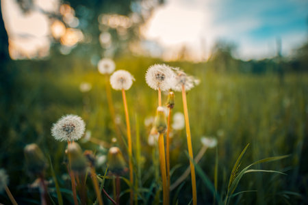 Beauty sunset over dreamy dandelion field with glowing bokeh light tranquil peaceful nature scene...