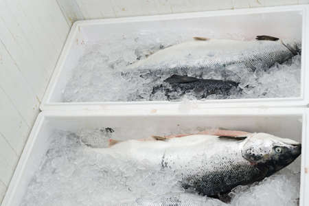 Storage of salmon in the boxes with iceの写真素材