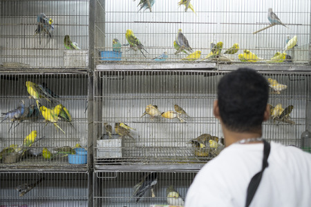 BELO HORIZONTE, BRAZIL - JULY  28: People looking at caged birds in market. Parakeets, a popular pet in Brazil, are kept in stressful conditions until they are sold. July 28, 2014 in Belo Horizonte.のeditorial素材