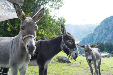 BIONNASSAY, FRANCE - AUGUST 24: Mules for hire in the village of Bionnassay. Apart from mounting, the mules are used to carry backpacks for Tour du Mont Blanc trekkers. August 24, 2014 in Bionnasay.のeditorial素材