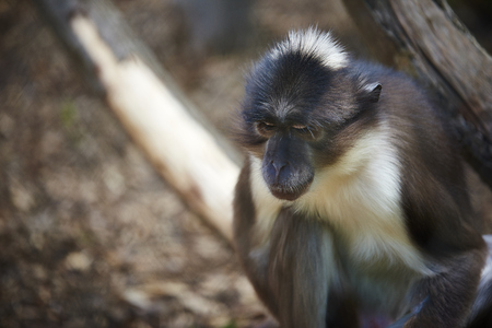 Portrait of White-naped mangabey looking down, giving the impression of being a depressed monkey