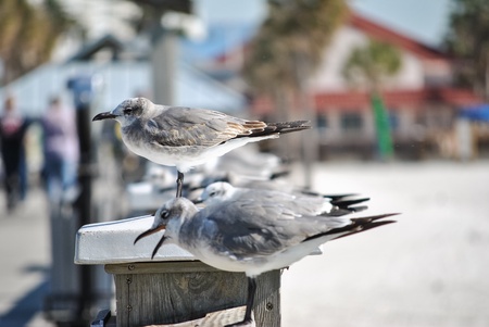 Seagulls lined up on a wall with one bird calling with open beakの素材