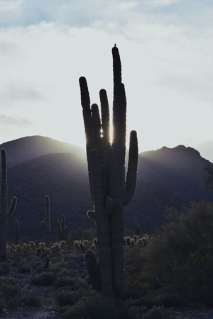 Sunset behind mountains and a cactusの素材
