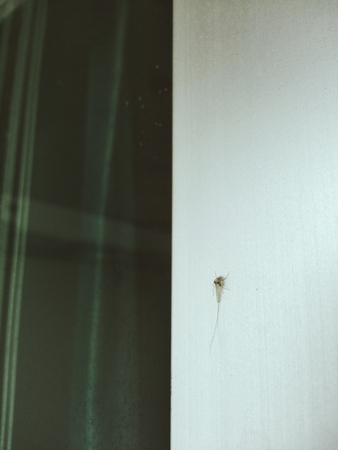 Mosquitoの写真素材