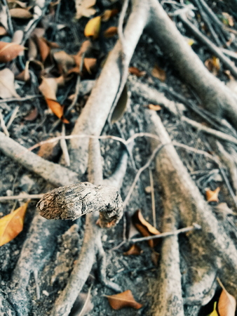 trees rootの写真素材
