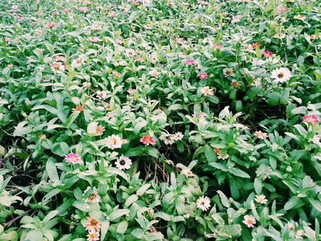 flowers in the park