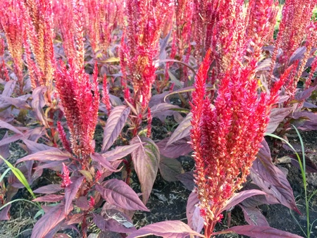 flowers in the park