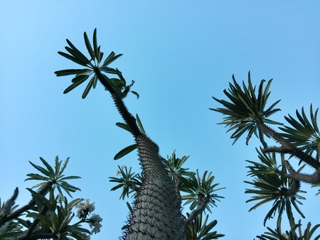 cactus and skyの写真素材