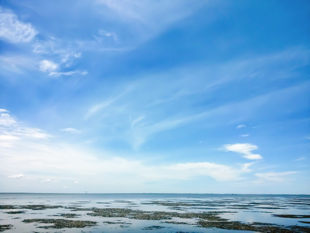 mangrove forest beachの写真素材