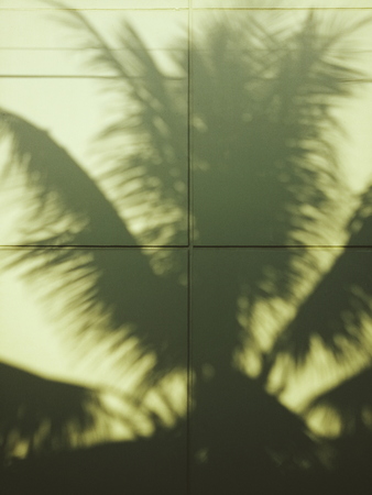 palm shadow
