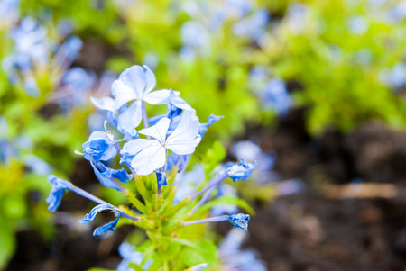 blue flowerの写真素材