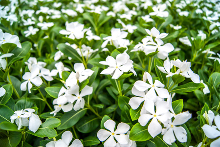 flowersの写真素材