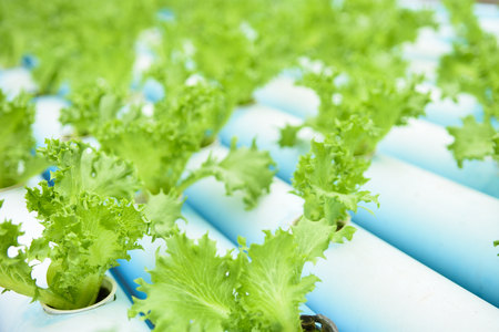 Hydroponics vegetableの写真素材