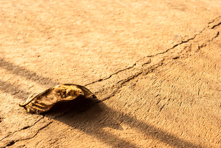 Dead leaf on brown backgroundの写真素材