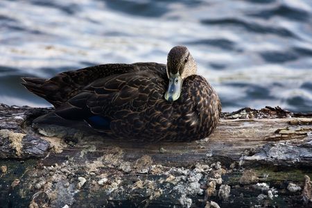 Wild duckの写真素材