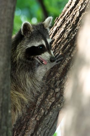 a raccoon watching through the branchの写真素材