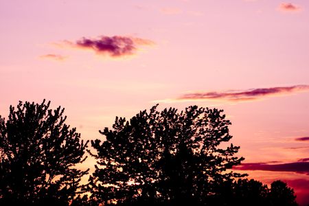 two tree with pink skyの写真素材