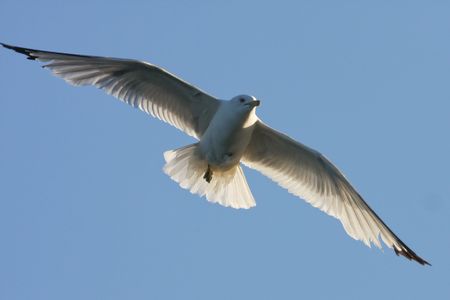 Flying seagull cross the skyの写真素材