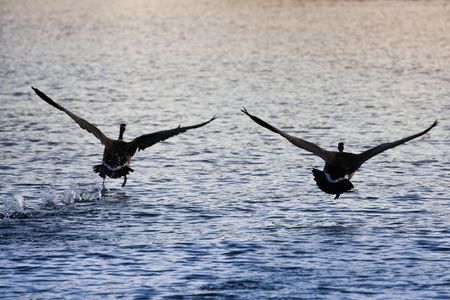 a couple of canadian goose takeoff from the lakeの写真素材