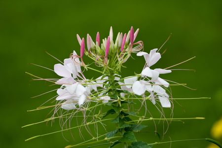 beautiful flower with green backgroundの写真素材