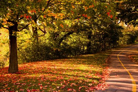 trail in autumn, light pass through the leavesの写真素材