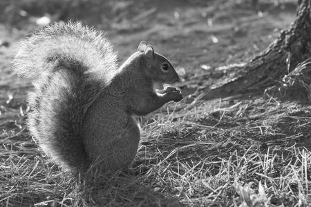 a cute squirrel is eatingの写真素材
