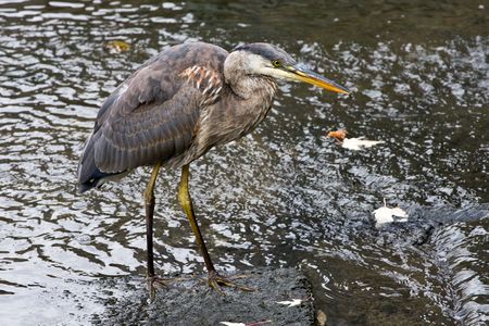 heronの写真素材