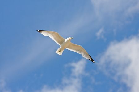 Flying seagull cross the skyの写真素材