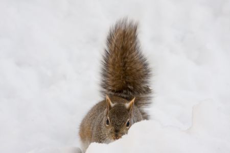 a cute squirrel is hide behind snowの写真素材