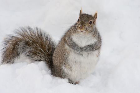 a cute squirrel is watchingの写真素材