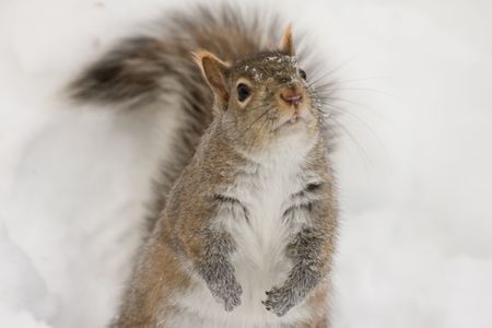 a cute squirrel is looking upの写真素材