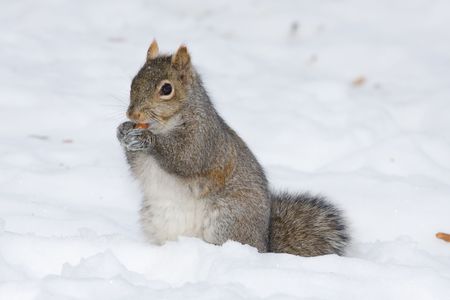 a cute squirrel is eating in the snow fieldの写真素材