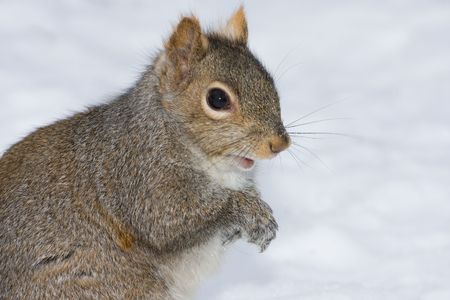 a cute squirrel is watchingの写真素材