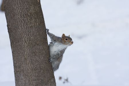 a cute squirrel is watchingの写真素材