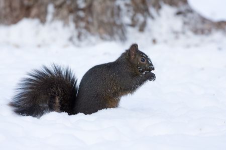 a cute squirrel is eating in the snow fieldの写真素材