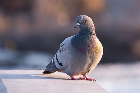 a peaceful pigeon is standing at twilightの写真素材