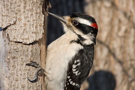 a male Downy woodpecker is looking for meal in the morningの写真素材