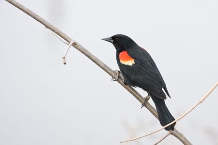 a North America Red-winged blackbirdの写真素材