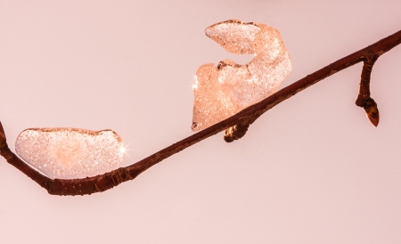 Ice on a branchの写真素材