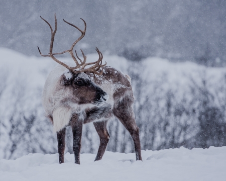 Elk in snowの写真素材