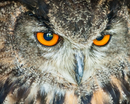 closeup owl headの写真素材