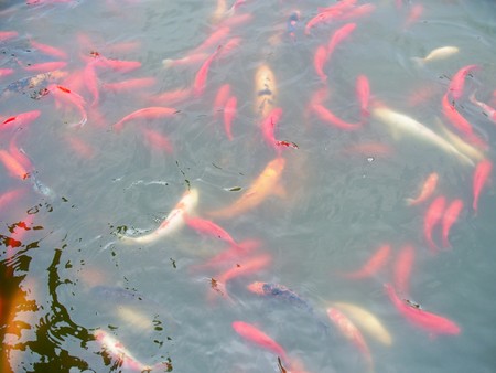 Koi fish in fish pondの写真素材