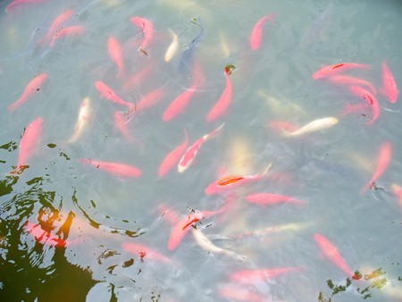 Koi fish in fish pondの写真素材