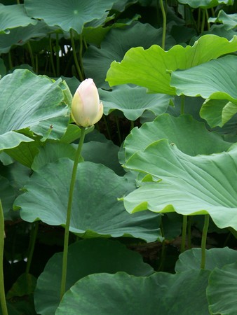 Water lily budの写真素材