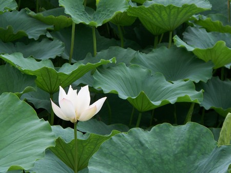 Water lilyの写真素材